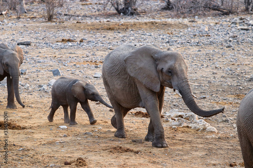 African elephants  Loxodonta africana  at the waterhole - Namibia Africa 