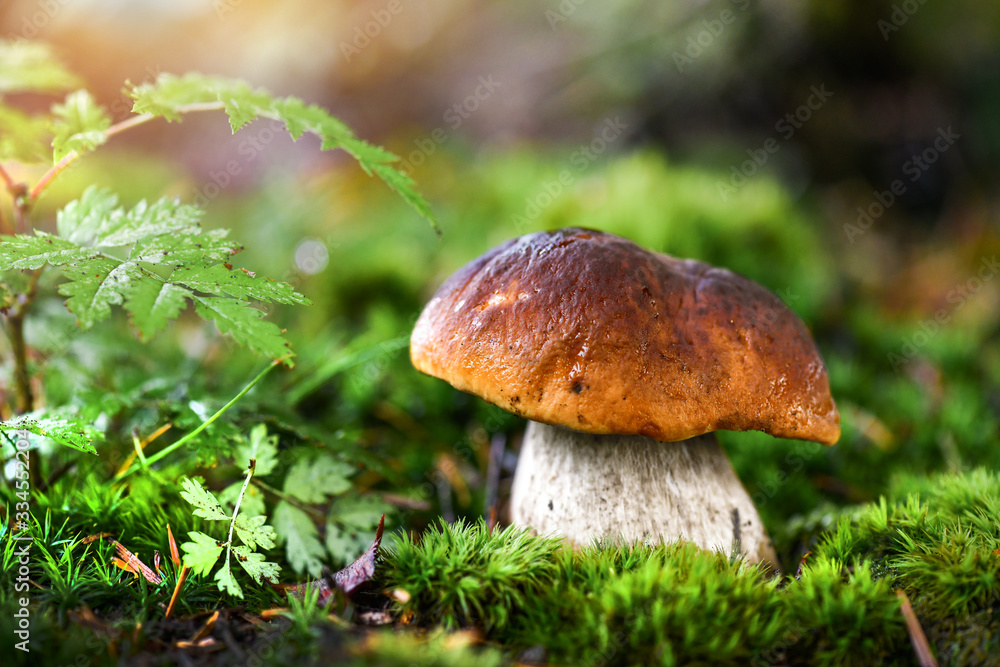 Beautiful boletus edulis mushroom in amazing green moss. Amazing old magic forest mushrooms background. White mushroom collection. Beautiful boletus edulis mushroom in amazing green moss. Amazing old magic forest mushrooms background. White mushroom collection.