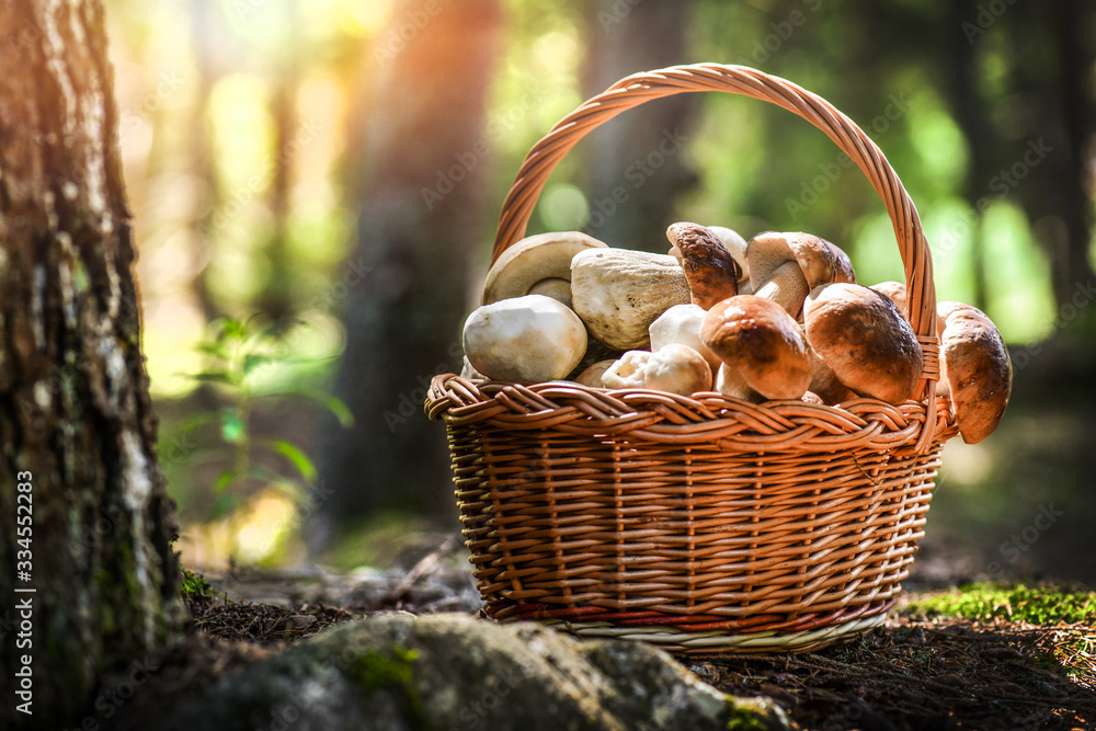 Mushroom Boletus in wooden wicker basket. Autumn Cep Mushrooms. Spring Boletus edulis detail. Cooking delicious organic food mushroom. Mushroom Boletus in wooden wicker basket. Autumn Cep Mushrooms. Spring Boletus edulis detail. Cooking delicious organic food mushroom.