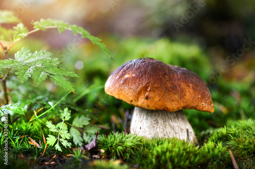 Beautiful boletus edulis mushroom in amazing green moss. Amazing old magic forest mushrooms background. White mushroom collection.