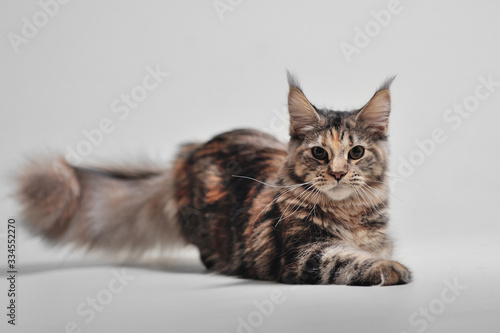 Purebred beautiful kitten on a gray background