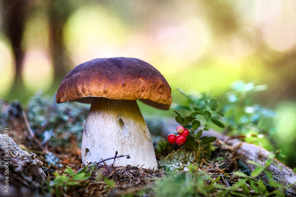 Mushrooms cut in the woods. Mushroom boletus edilus. Popular white Boletus mushrooms in forest. Mushrooms cut in the woods. Mushroom boletus edilus. Popular white Boletus mushrooms in forest.