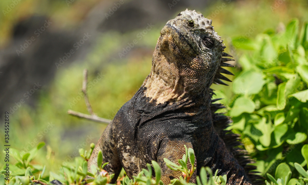 Obraz premium marine iguana sunbathe on the galapagis islands (ecuador)