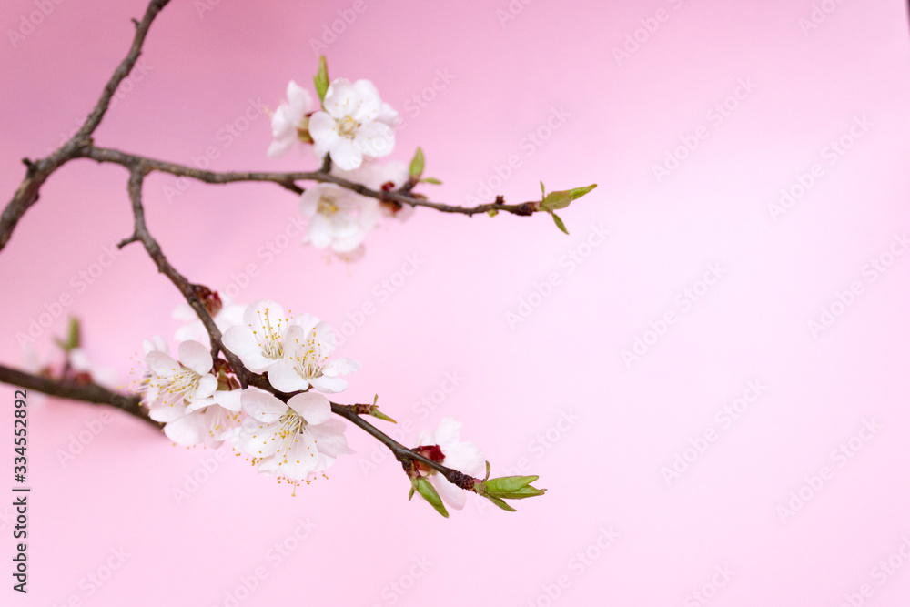 Cherry blossom, cherry tree