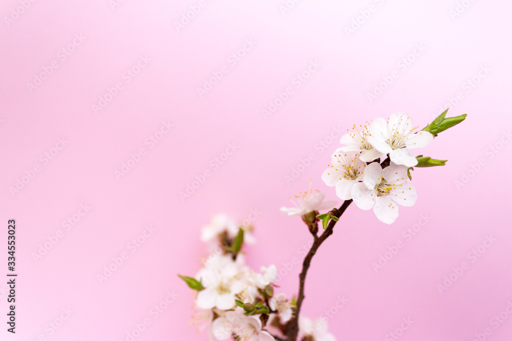 Cherry blossom, cherry tree