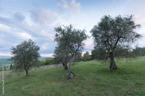 Traditional old of olive trees in plantation. Morning sky. Agricultural land, Italy, Tuscany region. Big ancient olive tree in the garden.