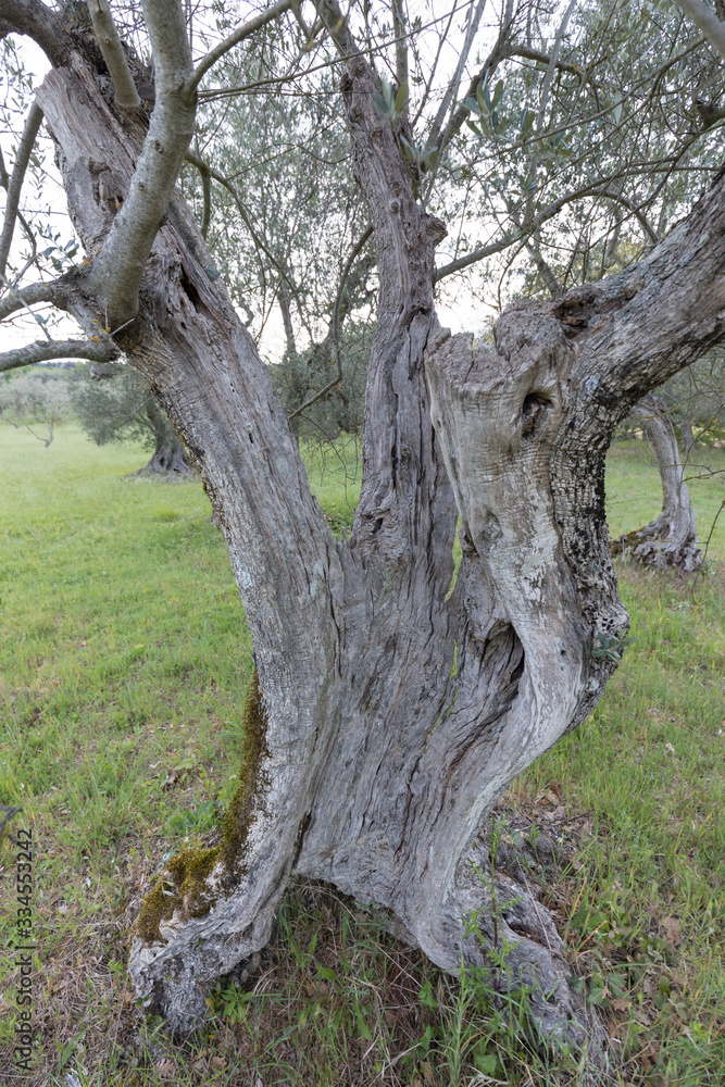 Traditional old of olive trees in plantation. Morning sky. Agricultural land, Italy, Tuscany region. Big ancient olive tree in the garden. Traditional old of olive trees in plantation. Morning sky. Agricultural land, Italy, Tuscany region. Big ancient olive tree in the garden.