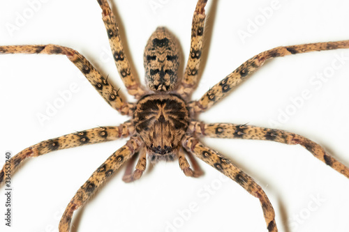 A large brown and black spider on a white wall