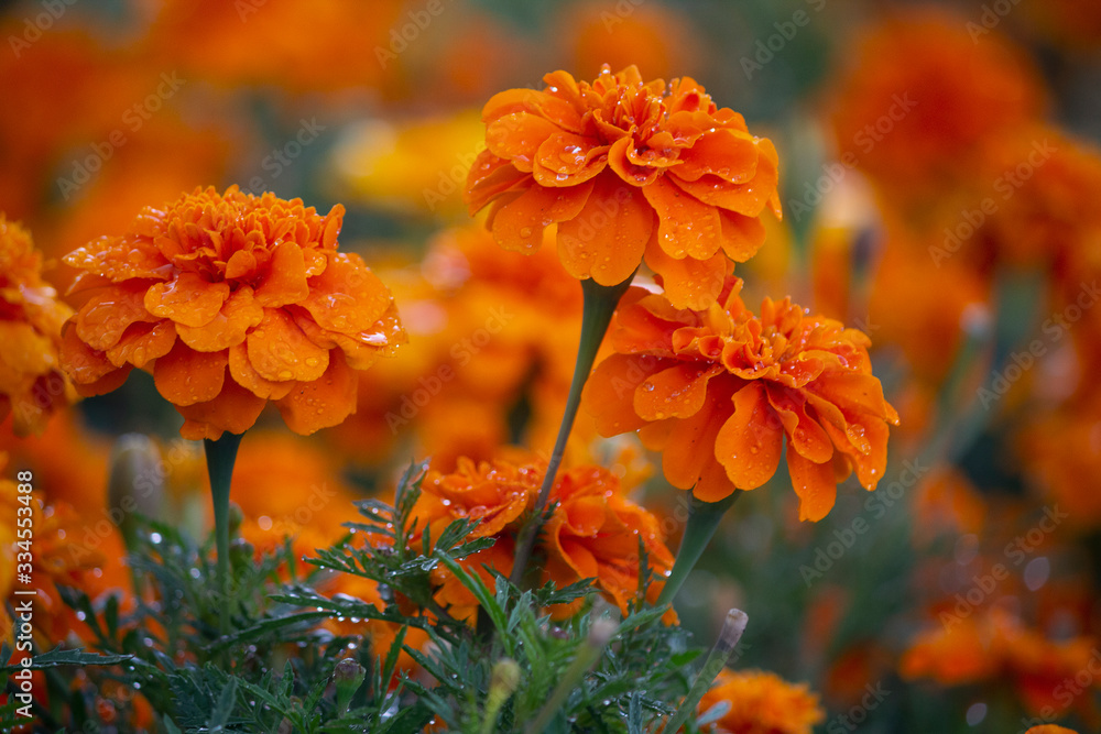 Εκτύπωση καμβά Orange marigolds on a bed sweats rain. Flowers