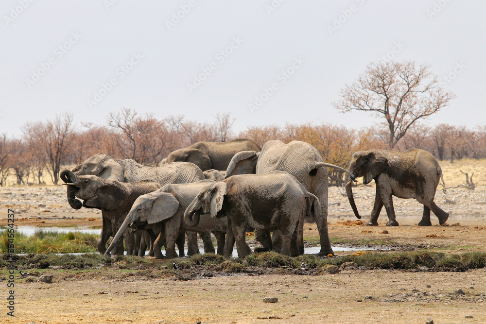 Fototapeta premium African elephants (Loxodonta africana) at the waterhole - Namibia Africa
