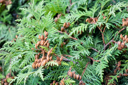 Cypress cedar tree branch with bunch of brown cones. Evergreen thuja bush