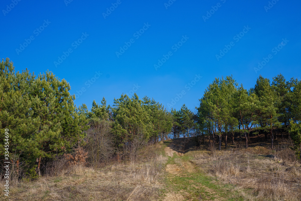 green Christmas trees on a background of blue sky. The beginning of spring green Christmas trees on a background of blue sky. The beginning of spring