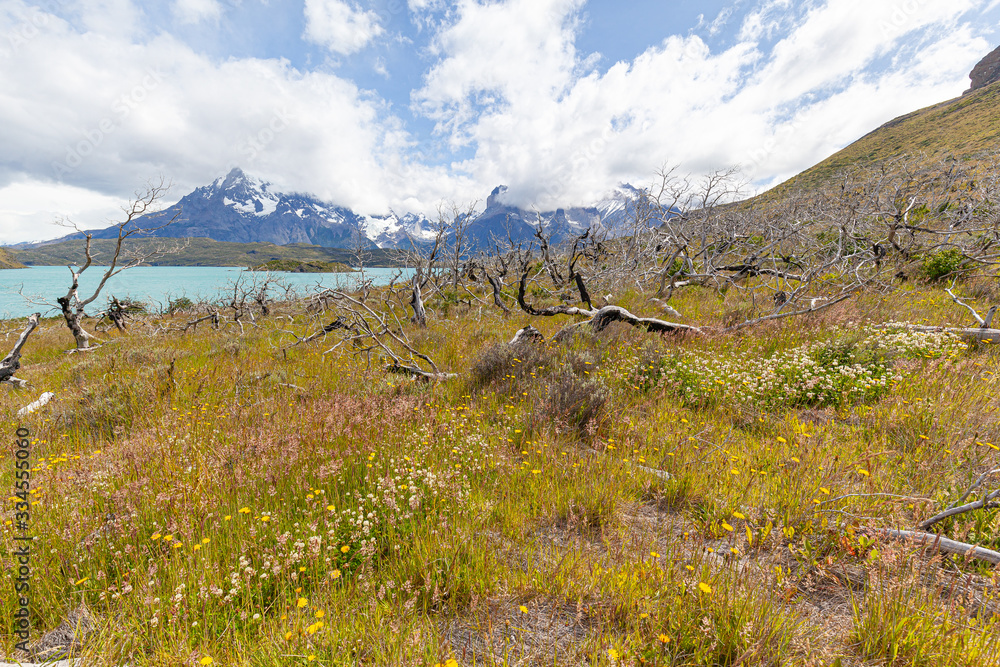 Landscape of Pehoe Lake - Torres del Paine National Park