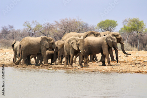 African elephants  Loxodonta africana  at the waterhole - Namibia Africa 