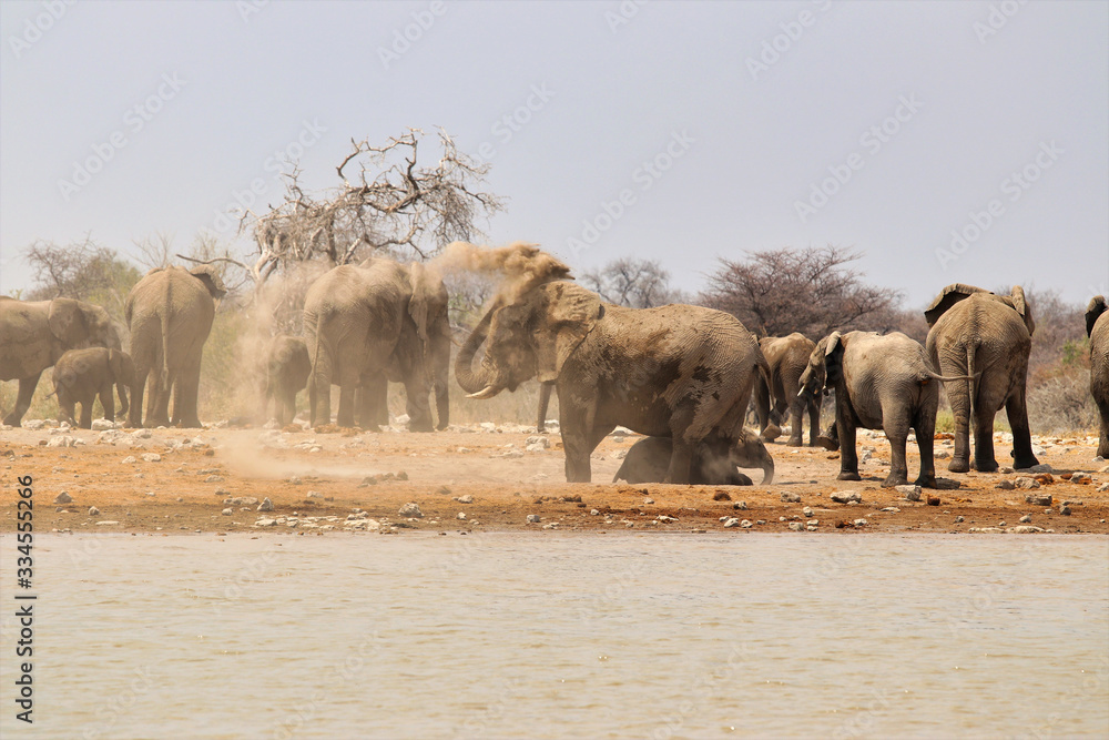 Obraz premium African elephants (Loxodonta africana) at the waterhole - Namibia Africa 
