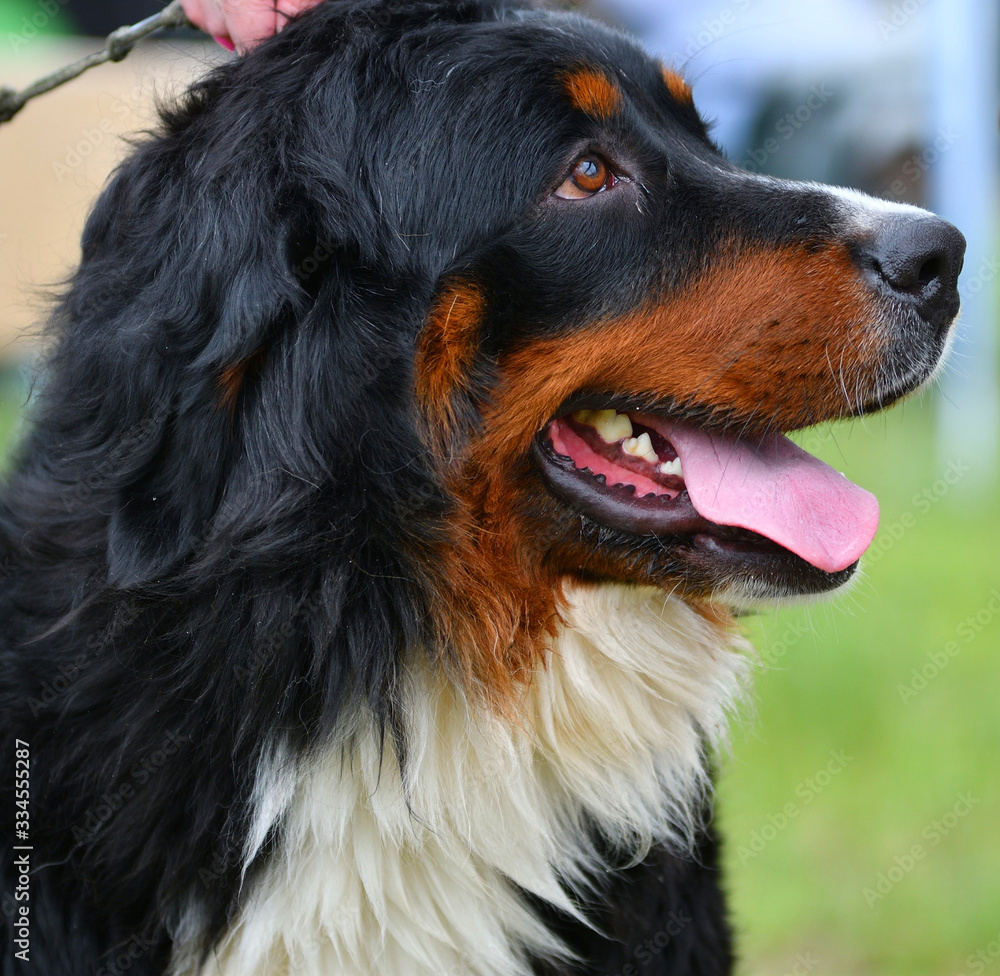 Fototapeta premium Bernese mountain dog or Bernese Shepherd on a walk