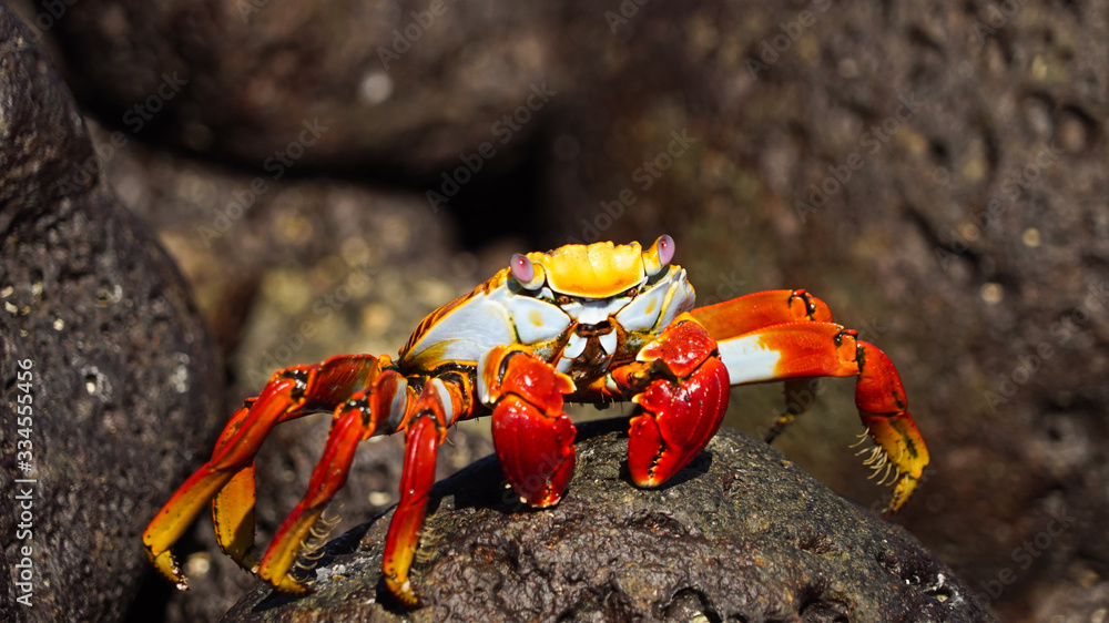 Grapsus grapsus on galapagos islands, also known as red rock crab Grapsus grapsus on galapagos islands, also known as red rock crab
