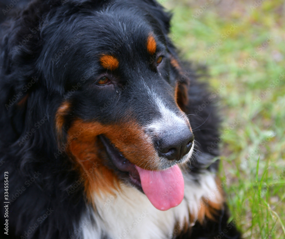 Bernese mountain dog or Bernese Shepherd on a walk Bernese mountain dog or Bernese Shepherd on a walk