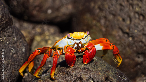 Grapsus grapsus on galapagos islands, also known as red rock crab