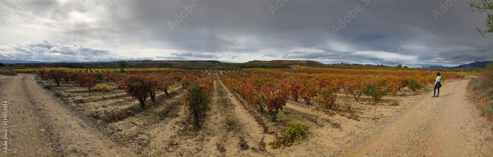 Naklejka premium rural landscape with road
