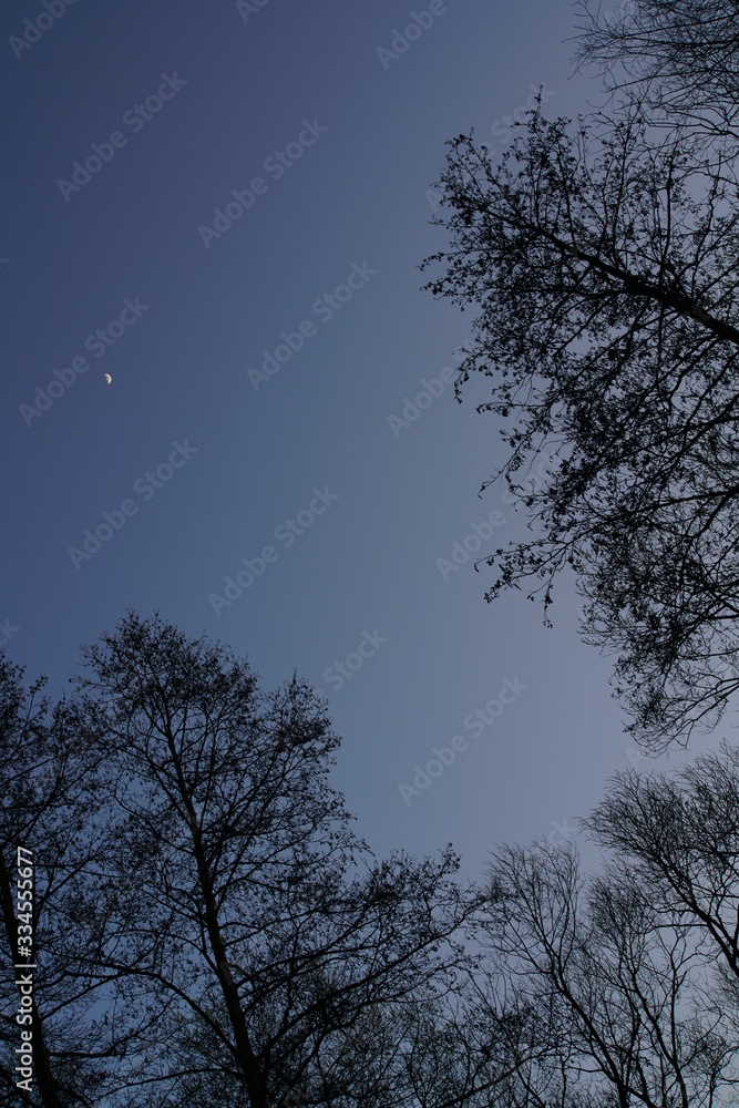 Evening sky with trees Alnus glutinous