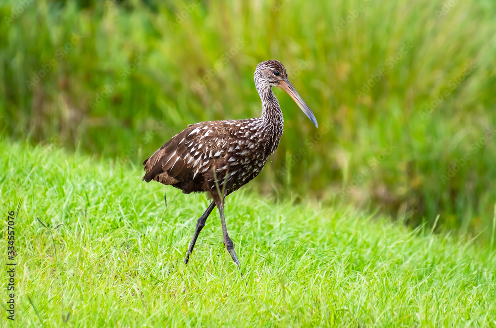 Brown Limpkin hunting insects in the grass at Gainesville Wetlands in Florida. Brown Limpkin hunting insects in the grass at Gainesville Wetlands in Florida.