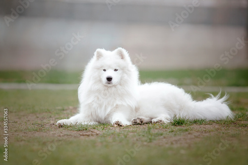 Photography Beautiful samoyed dog outdoor. White dog.