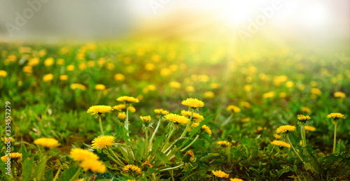 Green field with yellow dandelions on a sunny day.