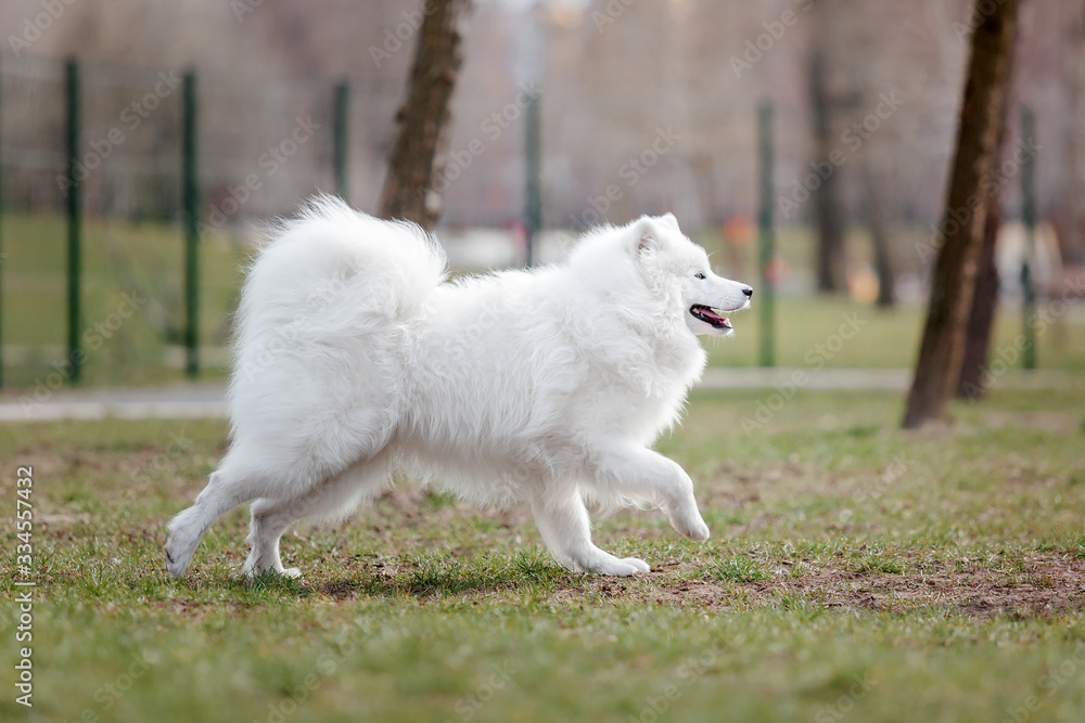Beautiful samoyed dog running outdoor. White dog. Dog playing Beautiful samoyed dog running outdoor. White dog. Dog playing