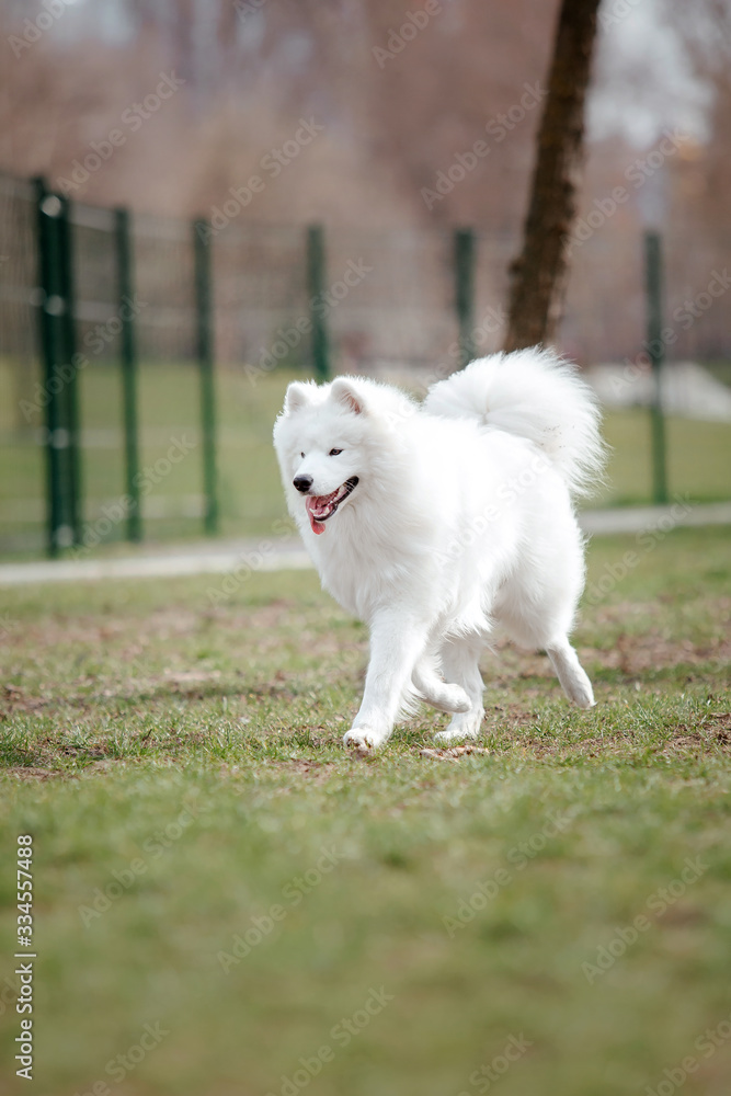 Beautiful samoyed dog running outdoor. White dog. Dog playing