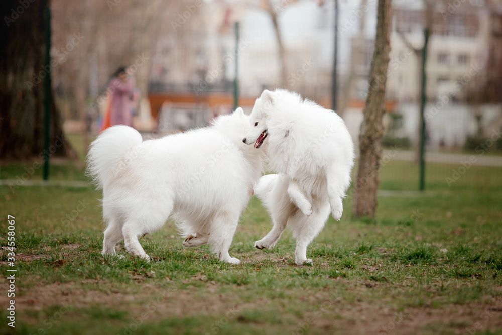 Beautiful samoyed dog running outdoor. White dog. Dog playing