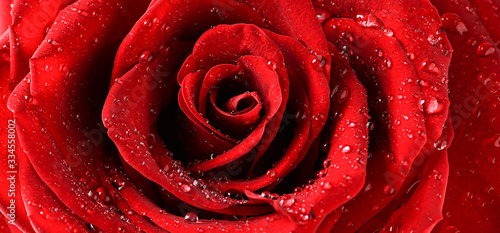 Fototapeta Naklejka Na Ścianę i Meble -  Red rose flower top view with water drops detail. Love background.  Valentines day wide roses banner.