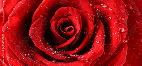 Red rose flower top view with water drops detail. Love background.  Valentines day wide roses banner.