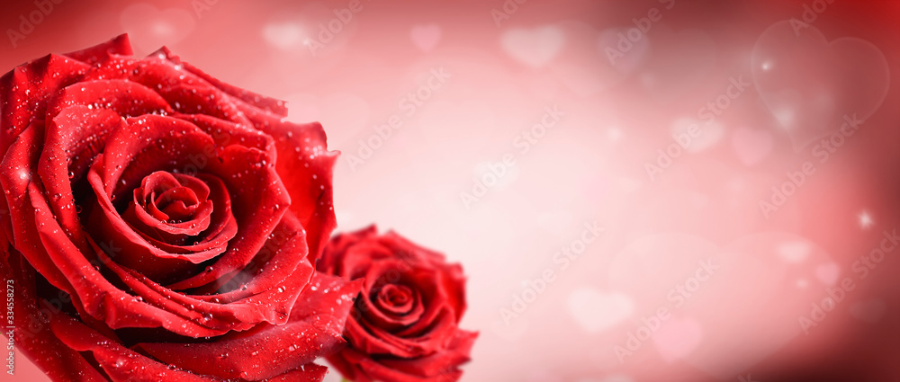 Red roses flower on pink love hearts background. Valentines day wide rose banner. Red roses flower on pink love hearts background. Valentines day wide rose banner.