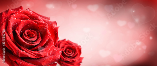 Red roses flower on pink love hearts background.  Valentines day wide rose banner.