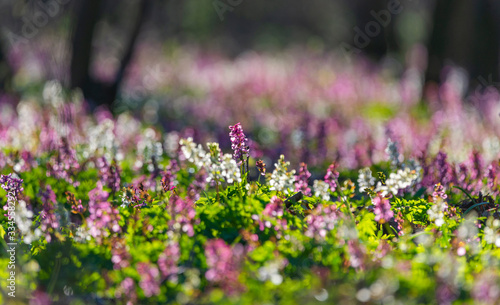 Spring in the forest with million wildflowers