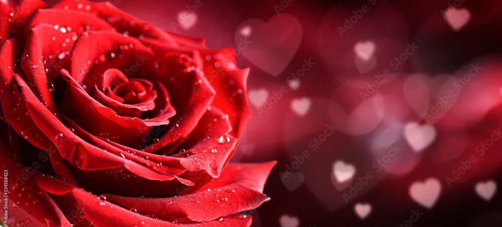 One red rose flower on love heart background. Valentines day wide roses  banner. Copy space for text. Stock Photo | Adobe Stock