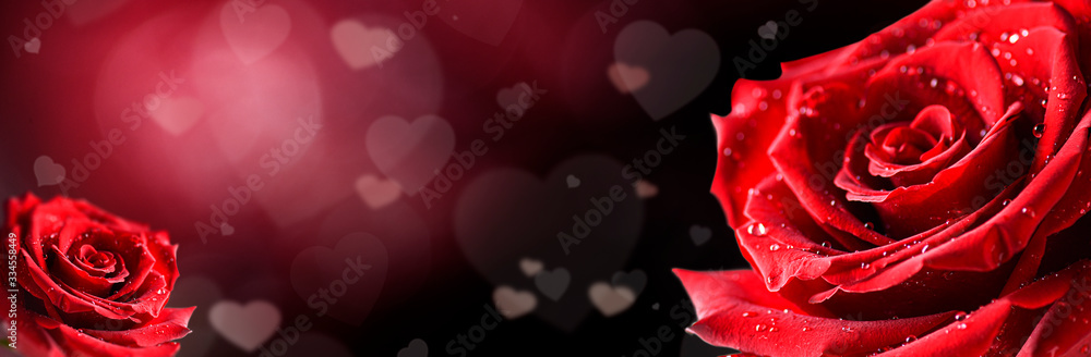 Red rose flower on white background. Valentines day wide roses banner with love hearts. Copy space for text. Red rose flower on white background. Valentines day wide roses banner with love hearts. Copy space for text.