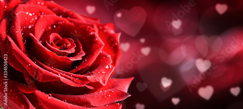 One red rose flower on love heart background.  Valentines day wide roses bann...