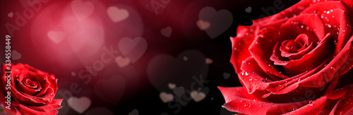 Red rose flower on white background.  Valentines day wide roses banner with l...