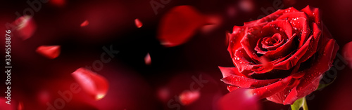 Red rose flower on dark background with leaves fly around.  Valentines day wide roses banner isolated.