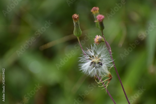 Delicada Naturaleza