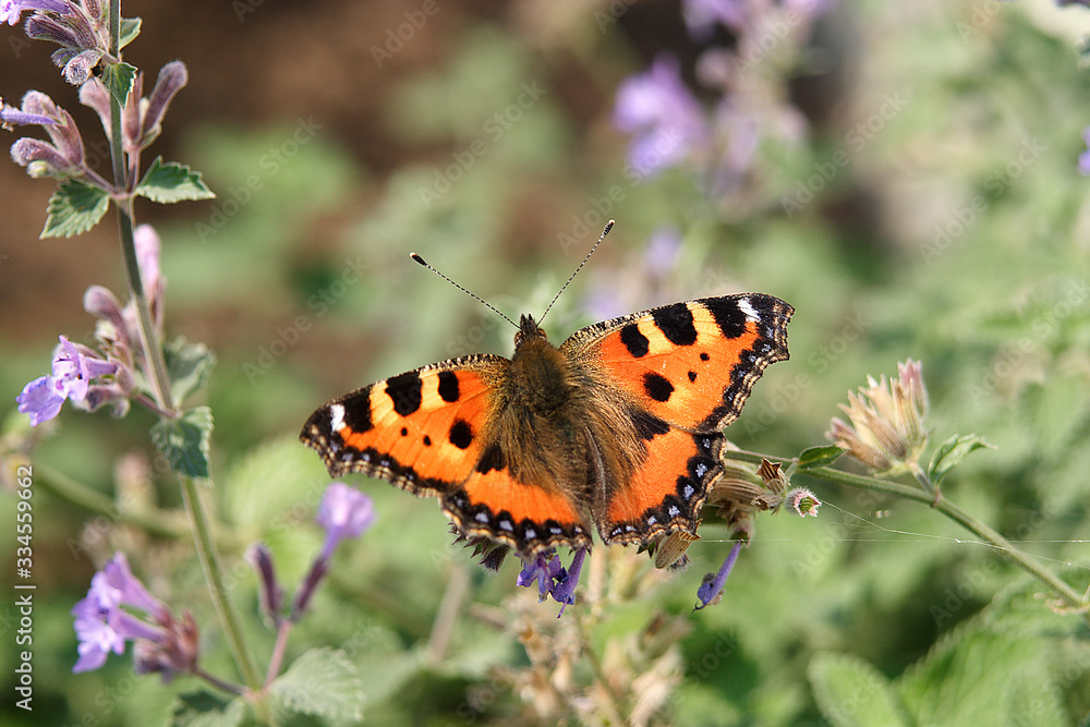 schmetterling admiral schmetterling admiral