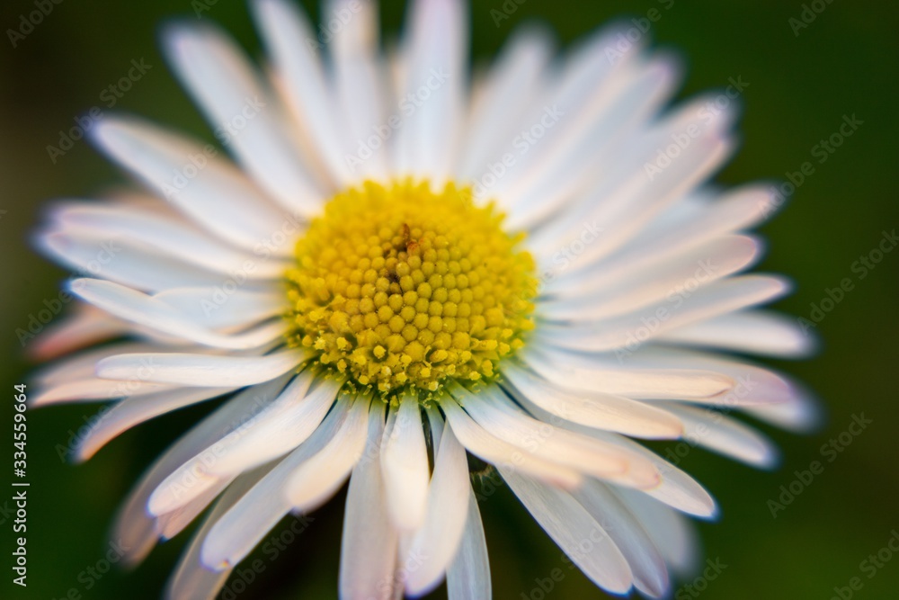 Camomile daisy flowers in the grass, white and yellow. Slovakia Camomile daisy flowers in the grass, white and yellow. Slovakia