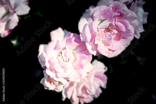 Rosen in weiß pink vor schwarz Hintergrund