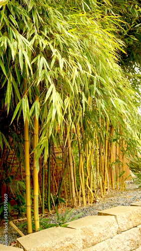 Tropical Bamboo Plants