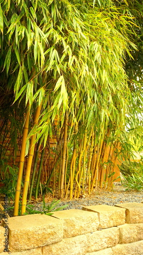 Obraz na płótnie Tropical Bamboo Plants w salonie