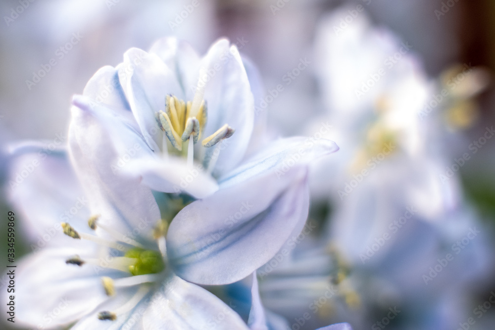 Fototapeta premium Macro shot of hyacinth flower on white background