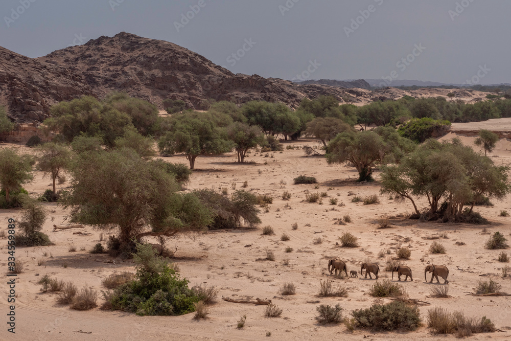 Desert-adapted Elefants Hoanib River Namibia