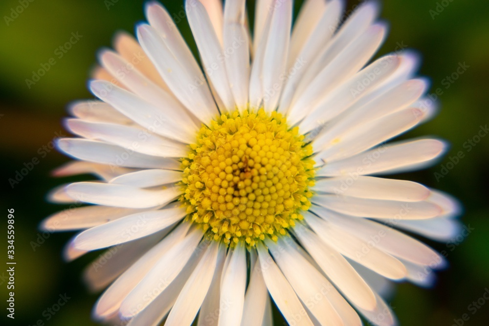 Camomile daisy flowers in the grass, white and yellow. Slovakia Camomile daisy flowers in the grass, white and yellow. Slovakia